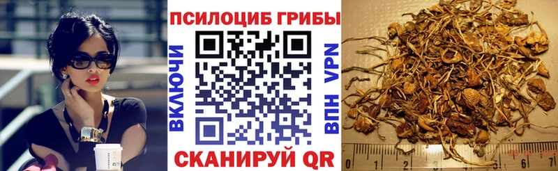 Псилоцибиновые грибы Cubensis  Купить где  Бердск 